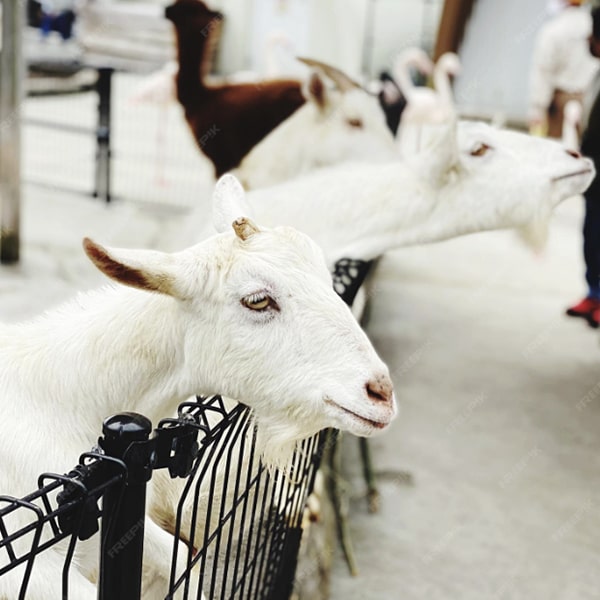 Konya Adak Akika Kurban Kesimi