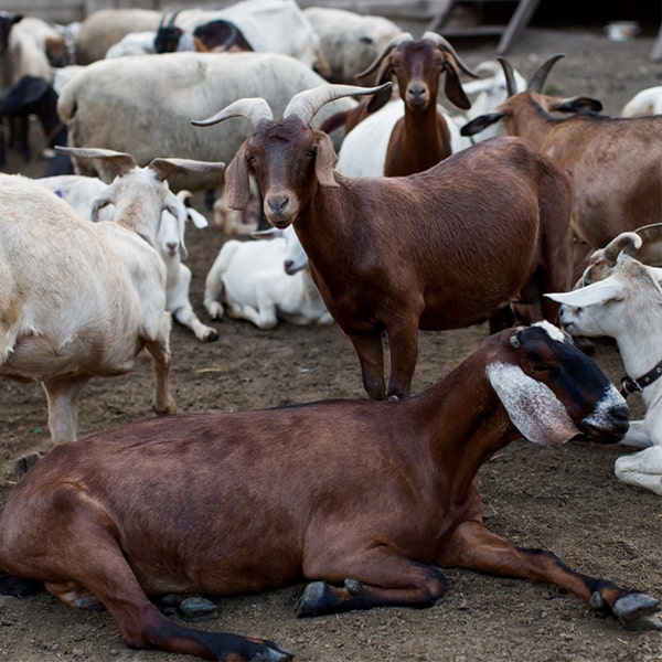 Konya Adak Akika Kurban Kesimi