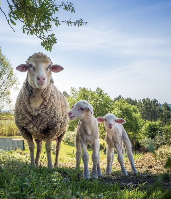 Konya Adak Akika Kurban Kesimi