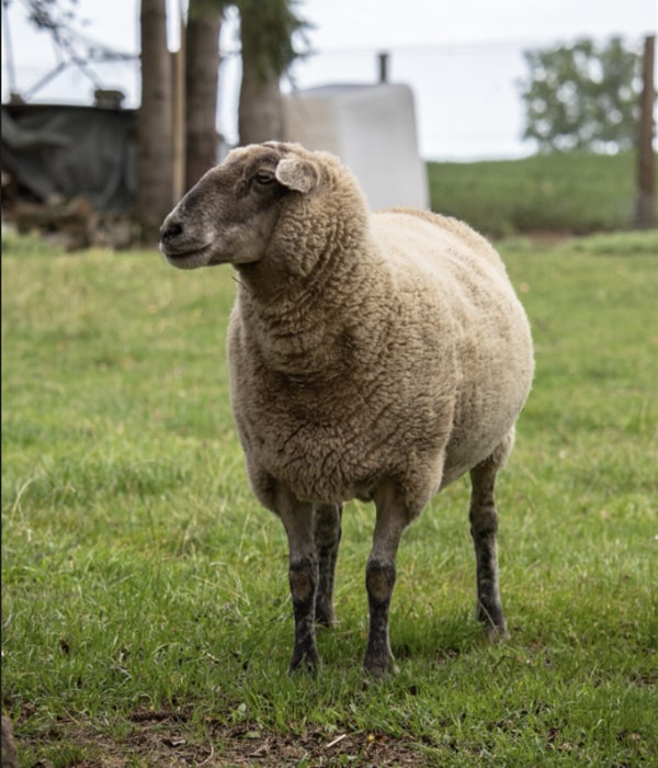 Konya Adak Akika Kurban Kesimi